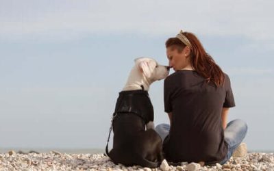 Cães detectam câncer de mama pelo olfato; método pode chegar ao SUS
